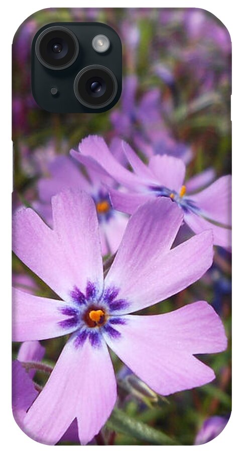 Creeping Phlox iPhone Case featuring the photograph Beautiful Creeping Purple Phlox by Kristin Aquariann