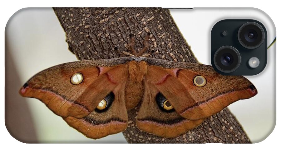 Moth iPhone Case featuring the photograph Beautiful moth by Ronda Ryan