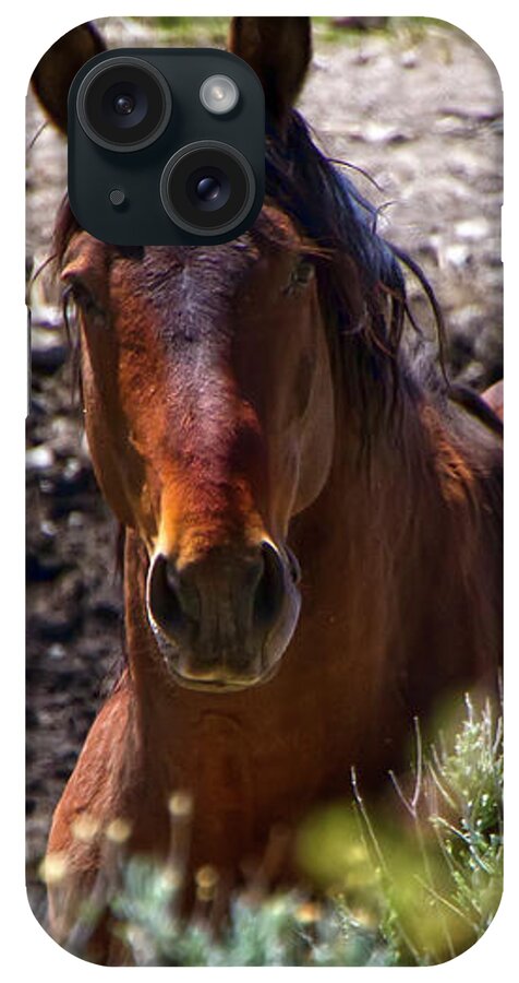 Horse iPhone Case featuring the photograph Beautiful Mustang Stallion by Waterdancer