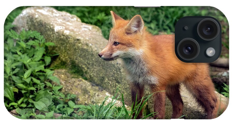 Red Fox iPhone Case featuring the photograph Beautiful Red Fox Cub by Sam Rino