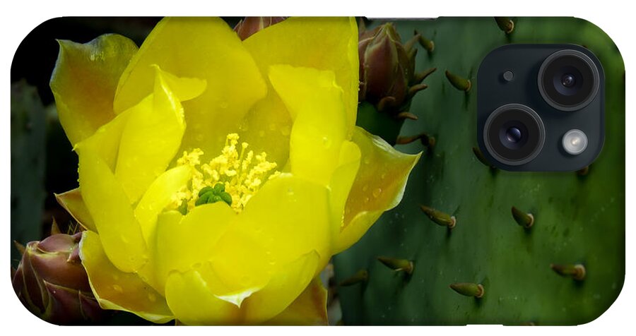 Flower iPhone Case featuring the photograph Beauty and the Beast by Terry Ann Morris