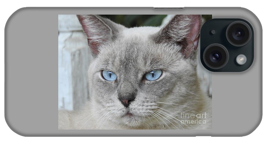 Cat iPhone Case featuring the photograph Beauty Of Blue by Jan Gelders
