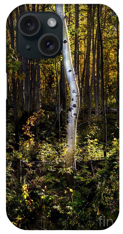 Beartooth iPhone Case featuring the photograph Beaver Aspen Grove by Craig J Satterlee