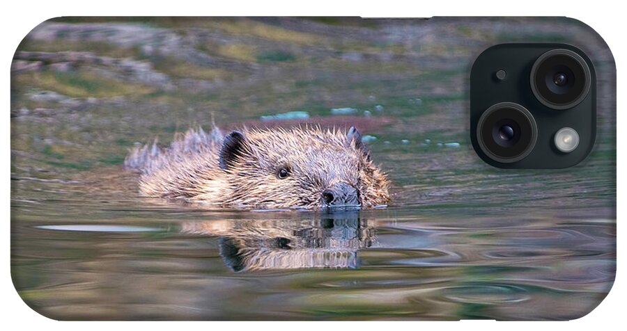 Beaver iPhone Case featuring the photograph Beaver incoming by Judi Dressler