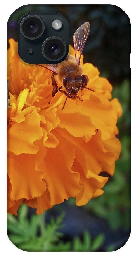 Farmboyzim iPhone Case featuring the photograph Bee and Marigold by Harold Zimmer