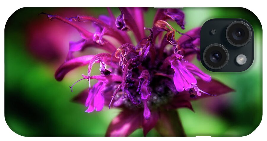 Purple iPhone Case featuring the photograph Bee Balm Beauty by Greg and Chrystal Mimbs