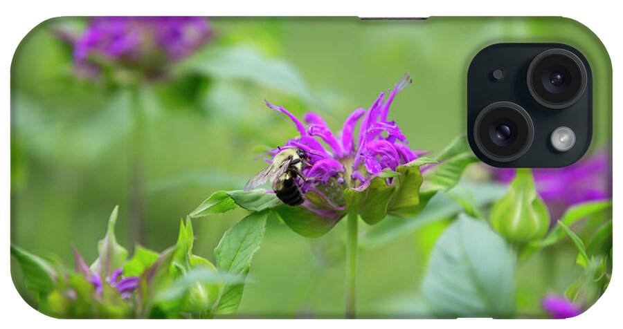 Monarda iPhone Case featuring the photograph Bee Balm by Diane Diederich