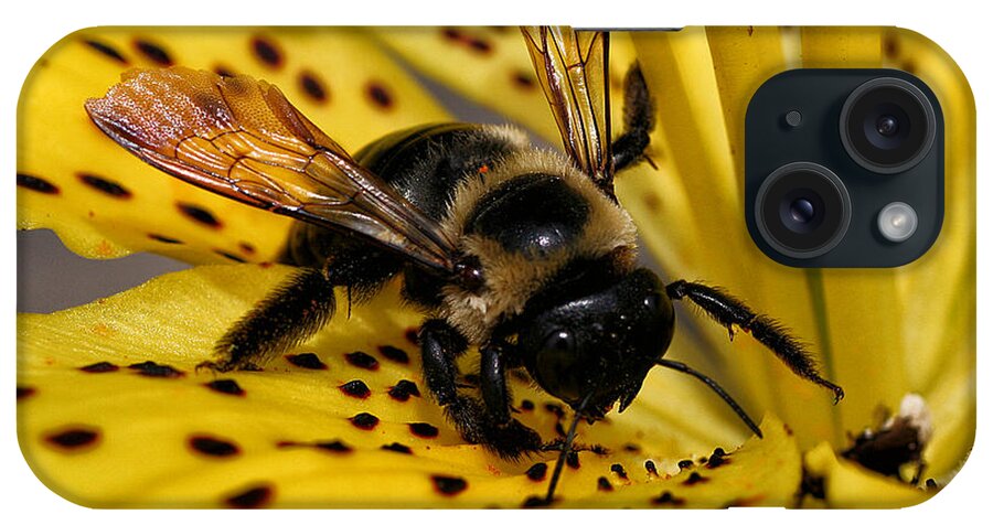 Insect iPhone Case featuring the photograph Bee on a Lily by William Selander