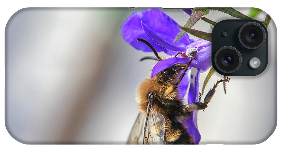 Bee iPhone Case featuring the photograph Bee on purple flower by Patricia Hofmeester