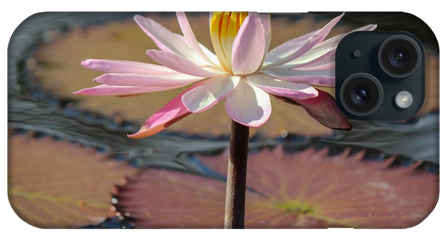 East Coast iPhone Case featuring the photograph Bee On Waterlily by Liesl Walsh