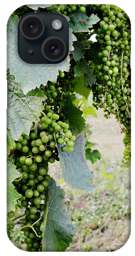 Grapes iPhone Case featuring the photograph Before the Harvest by La Dolce Vita