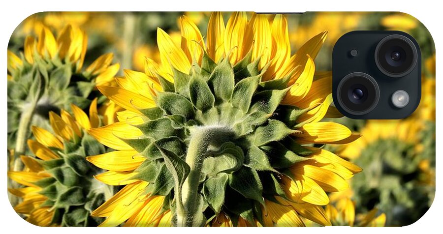 Nature iPhone Case featuring the photograph Behind a Sunflower Field by Sheila Brown