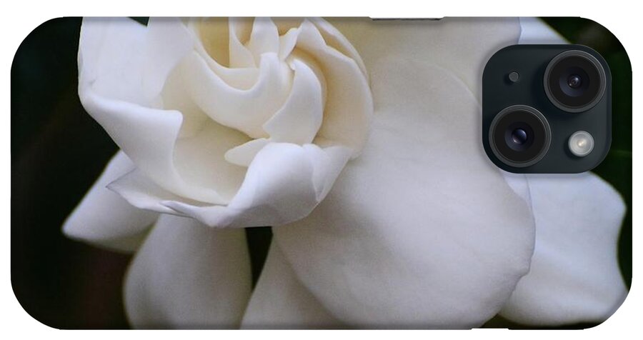 Gardenia iPhone Case featuring the photograph Behold the Gardenia by Cindy Manero