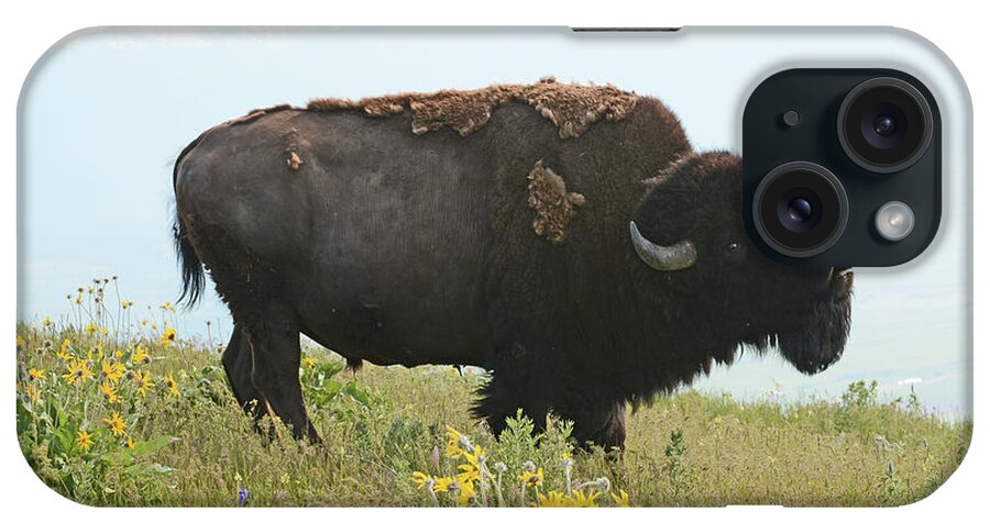 Bellowing iPhone Case featuring the photograph Bellowing Bull Bison by Whispering Peaks Photography