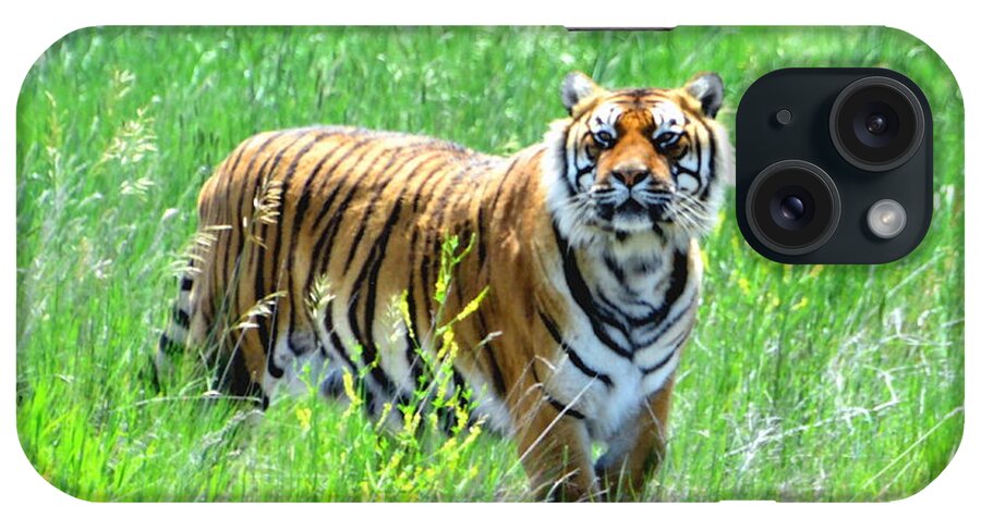 Tiger iPhone Case featuring the photograph Bengal Tiger in Meadow by Amy McDaniel