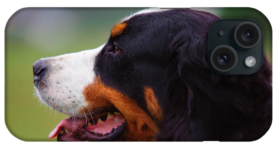 Lenny Rainbow Fine Art Photography iPhone Case featuring the photograph Bernese Mountain Dog Profile by Jenny Rainbow