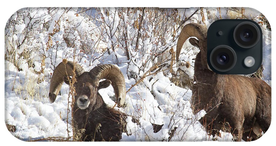Bighorn Sheep iPhone Case featuring the photograph Best Buds by Jim Garrison