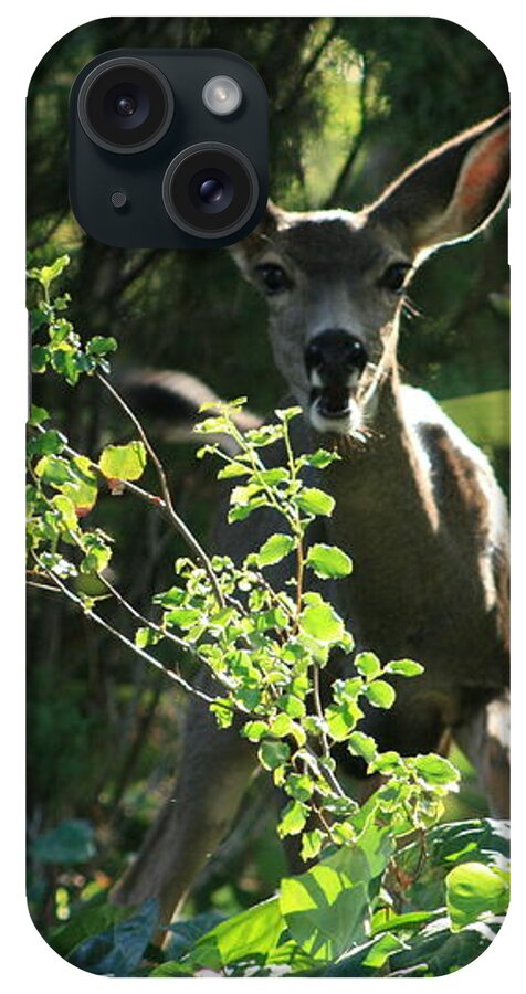 Beverly Hills iPhone Case featuring the photograph Beverly Hills Deer by Marna Edwards Flavell