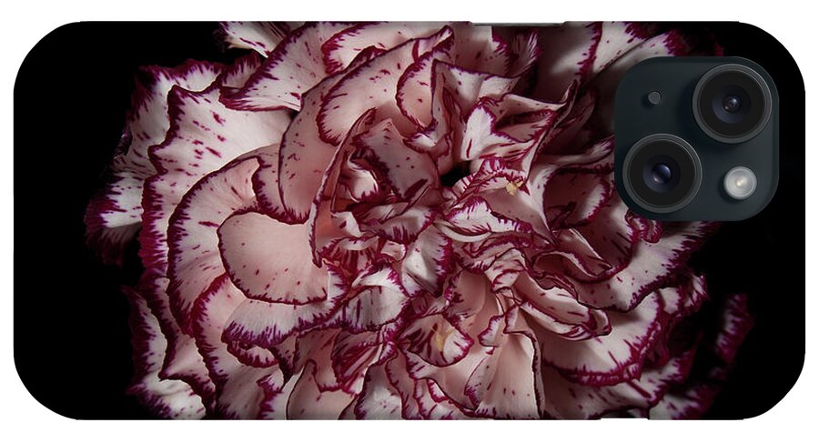 Carnation iPhone Case featuring the photograph Bi-Color Carnation by Eugene Campbell