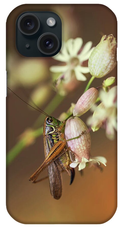 Macro iPhone Case featuring the photograph Big grasshopper on white flowers by Jaroslaw Blaminsky