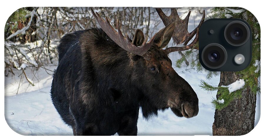 Moose iPhone Case featuring the photograph Big Moose by Cindy Murphy - NightVisions