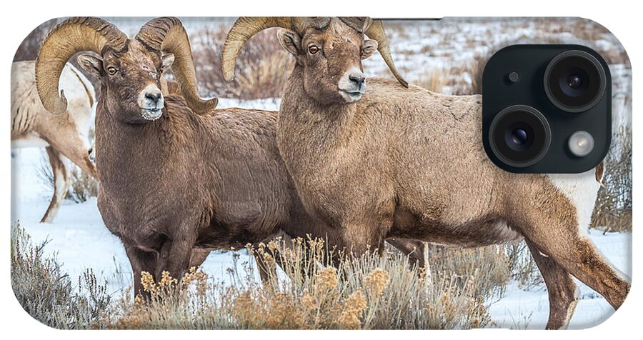Big-horn Rams iPhone Case featuring the photograph Big Ram Brothers by Yeates Photography