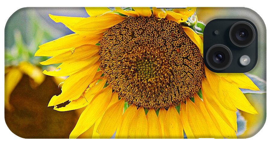 Yellow Flowers iPhone Case featuring the photograph Big Sunflowers 2 by Karen McKenzie McAdoo