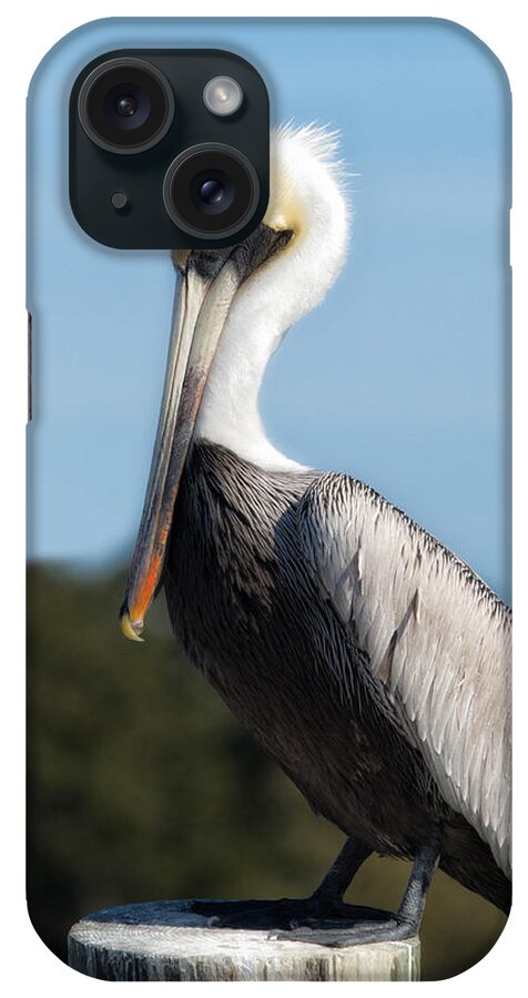 Pelican iPhone Case featuring the photograph Biloxi Pelican by Don Schiffner