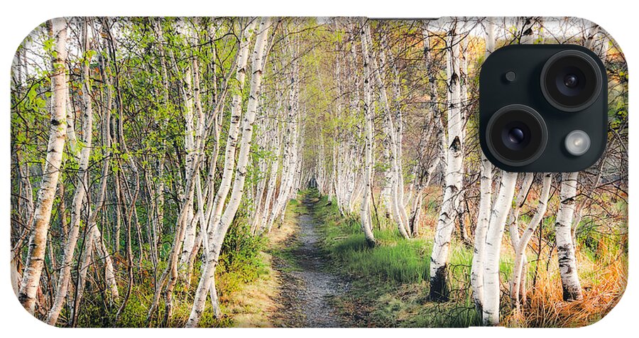 Acadia iPhone Case featuring the photograph Birch Alley II by Robert Clifford