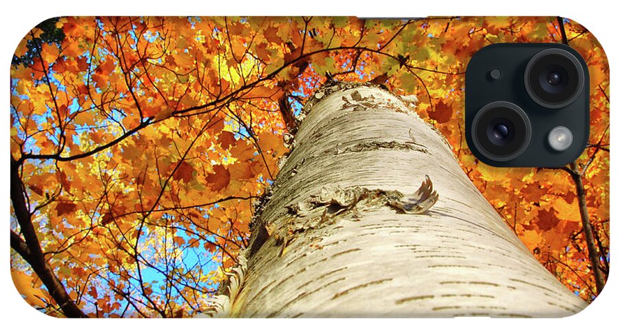 Birch Tree In Fall iPhone Case featuring the photograph Birch Beauty by Peg Runyan