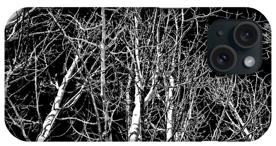 Trees iPhone Case featuring the photograph Birch Grove by Tom Griffithe