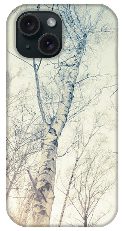 Tree iPhone Case featuring the photograph Birch Trees 4 by Dorit Fuhg
