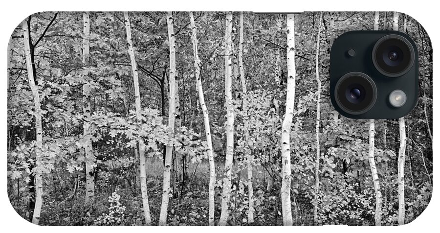 Birches iPhone Case featuring the photograph Birches Acadia 1995 by Peter J Sucy