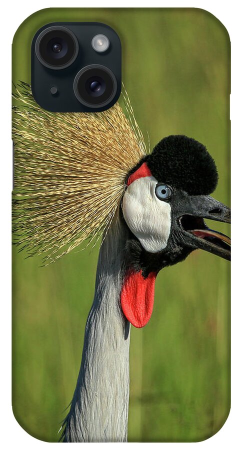 Bird iPhone Case featuring the photograph Grey Crowned Crane by Steven Upton