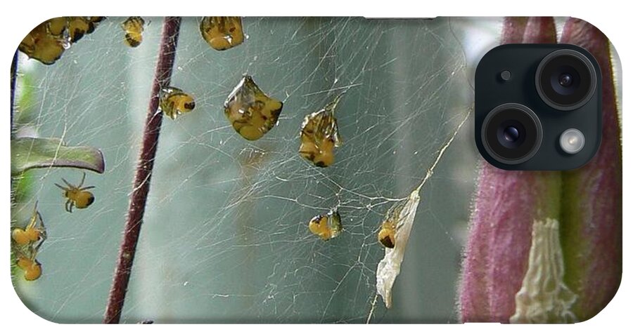 Pink iPhone Case featuring the photograph Birth of a Spider by Pamela Patch