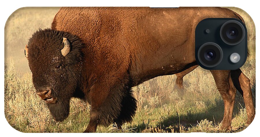 Bison iPhone Case featuring the photograph Bison Huffing And Puffing For Herd by Max Allen