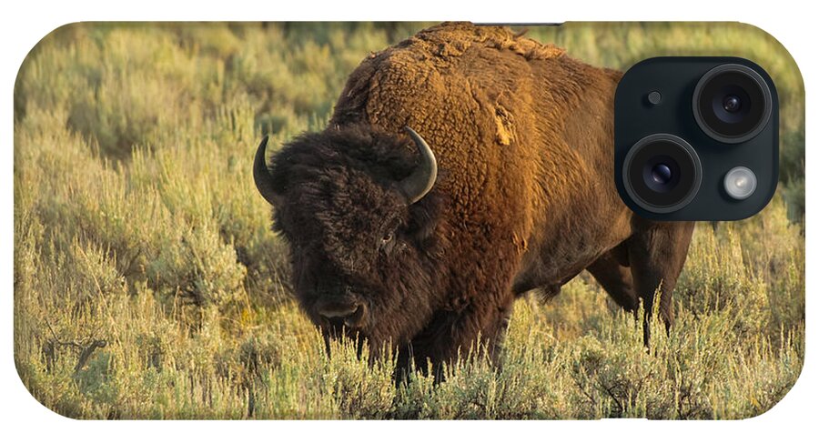 American Bison iPhone Case featuring the photograph Bison by Sebastian Musial