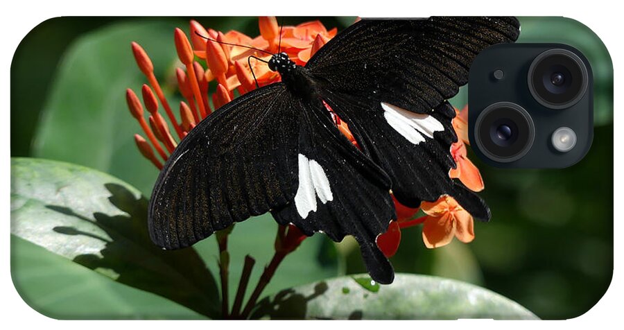 Butterfly iPhone Case featuring the photograph Black and Orange by Mafalda Cento