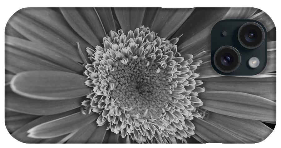 Flower iPhone Case featuring the photograph Black and White Gerber Daisy 4 by Amy Fose