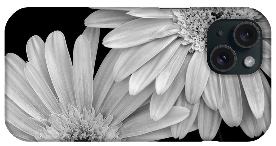 Flower iPhone Case featuring the photograph Black and White Gerbera Daisies 1 by Amy Fose