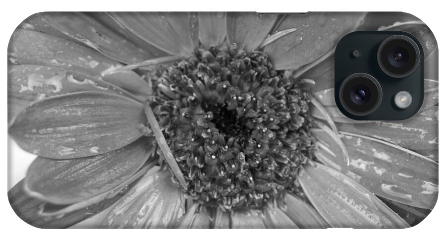 Gerber Daisy iPhone Case featuring the photograph Black and White Gerbera Daisy by Amy Fose