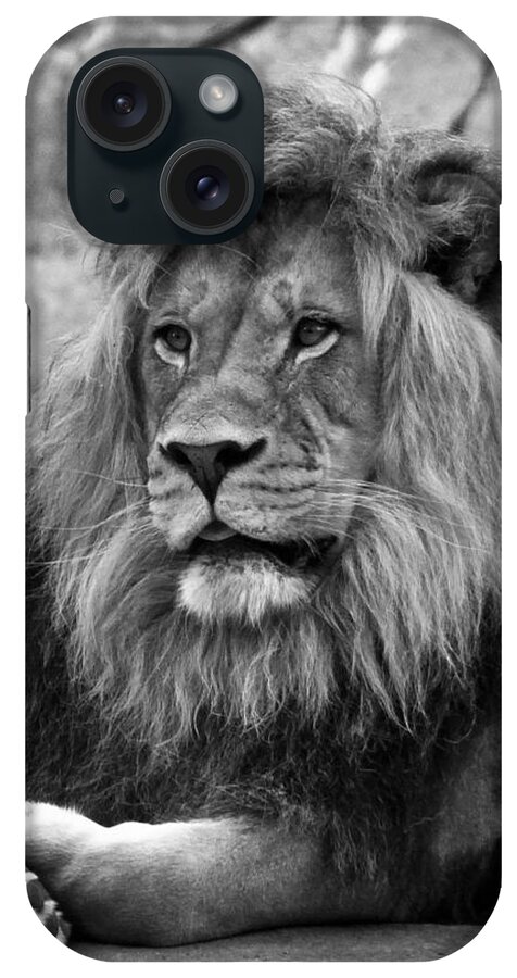  Lion iPhone Case featuring the photograph Black and White Lion Pose by Steve McKinzie