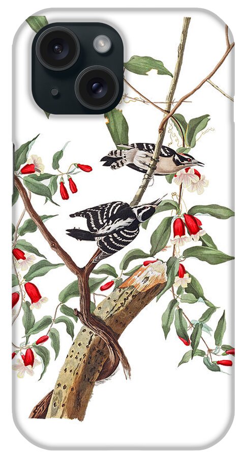John James Audubon iPhone Case featuring the photograph Black and White by Munir Alawi