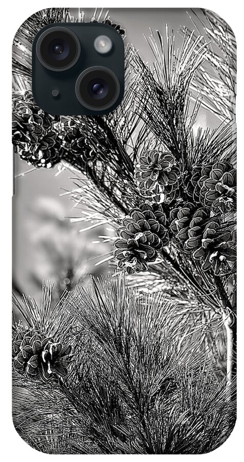 Black And White Pine Tree Print iPhone Case featuring the photograph Black and White Pine Print by Gwen Gibson