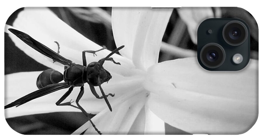 Wasp iPhone Case featuring the photograph Black and White Red Paper Wasp and Spider Lily by Christopher Mercer