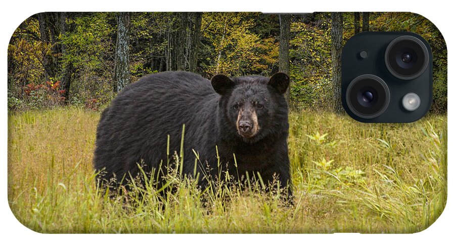 Wildlife iPhone Case featuring the photograph Black Bear in the Grass by Randall Nyhof