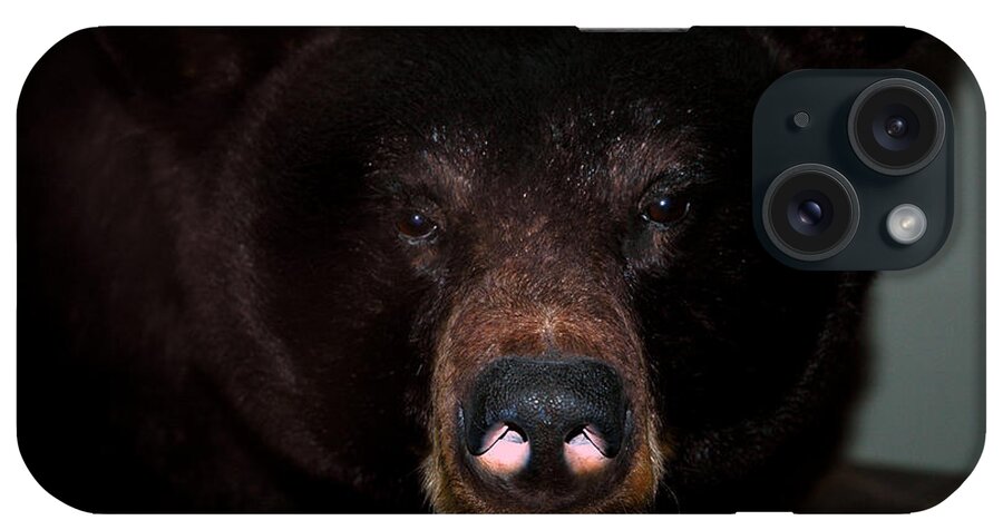Usa iPhone Case featuring the photograph Black Bear sniff by LeeAnn McLaneGoetz McLaneGoetzStudioLLCcom