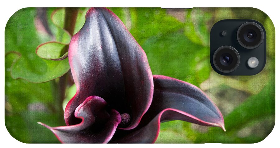 Black Calla Lily iPhone Case featuring the photograph Black Beauty by Terri Harper