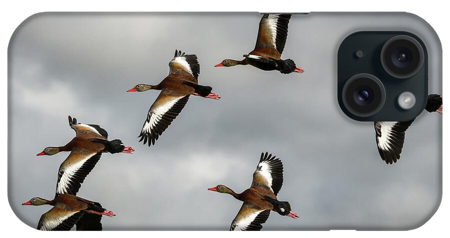 Duck iPhone Case featuring the photograph Black Bellied Whistling Ducks by David Hart