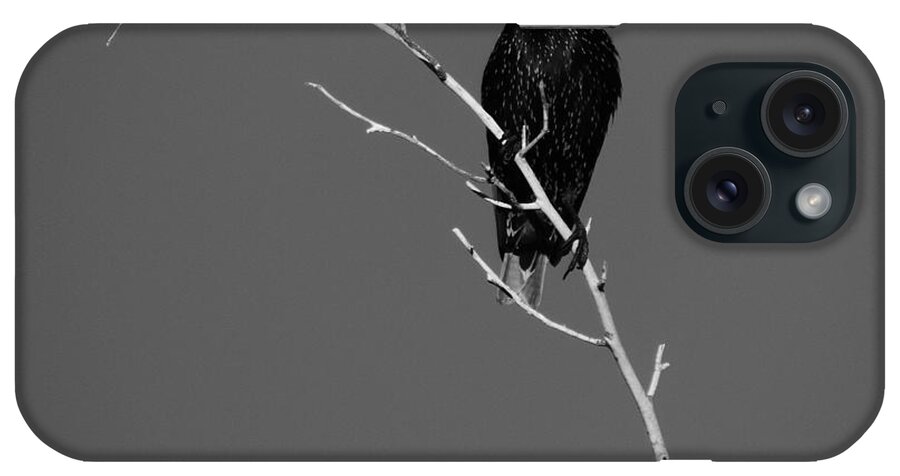 Black Bird iPhone Case featuring the photograph Black Bird on a Branch by Bill Tomsa